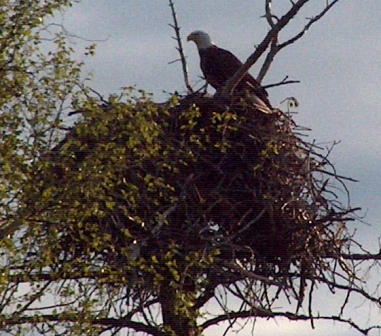 Eagle, Cormorant Lake, Nootin Resort, The Pas, Manitoba, Canada