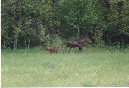 Moose on the shores of Cormorant Lake, Nootin Resort, The Pas, Manitoba Canada - Home of Huge Pike and great walleye, smallmouth bass and lake trout fishing