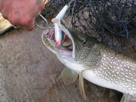 Northern Pike with Lure, Nootin Resort, Cormorant Lake, Manitoba, Canada