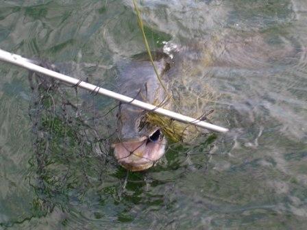 Pike in landing net, Cormorant Lake, Manitoba, Canada