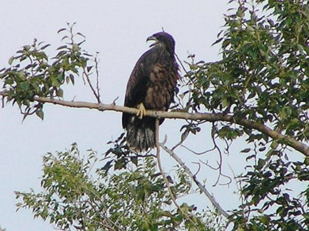 Eagle, Cormorant Lake, Nootin Resort, The Pas, Manitoba, Canada