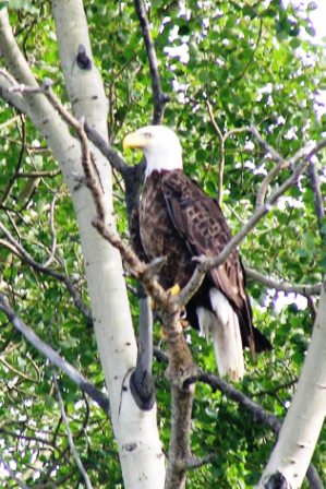 Eagle, Cormorant Lake, Nootin Resort, The Pas, Manitoba, Canada