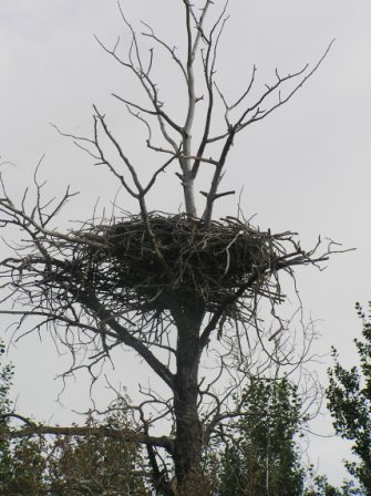 Eagle, Cormorant Lake, Nootin Resort, The Pas, Manitoba, Canada