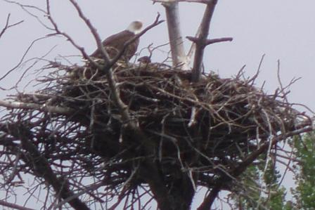 Eagle, Cormorant Lake, Nootin Resort, The Pas, Manitoba, Canada