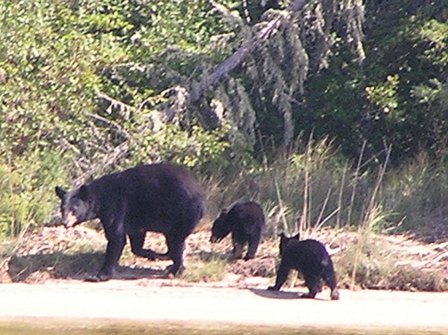 Black Bears on the Shore of Cormorant Lake, Nootin Resort, The Pas, Manitoba Canada - Home of Huge Pike and great walleye, smallmouth bass and lake trout fishing